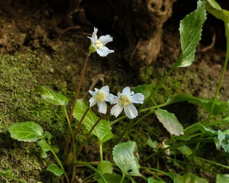 Shortia brevistyla photo 5