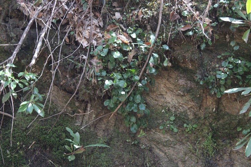 Shortia brevistyla photo 6