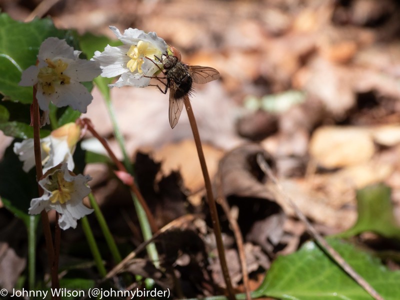 Shortia brevistyla photo 7