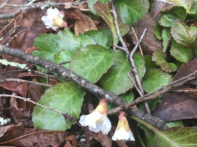 Shortia brevistyla photo 8