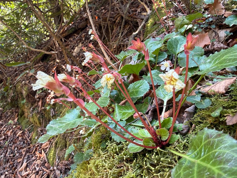 Oconee Bells photo 3