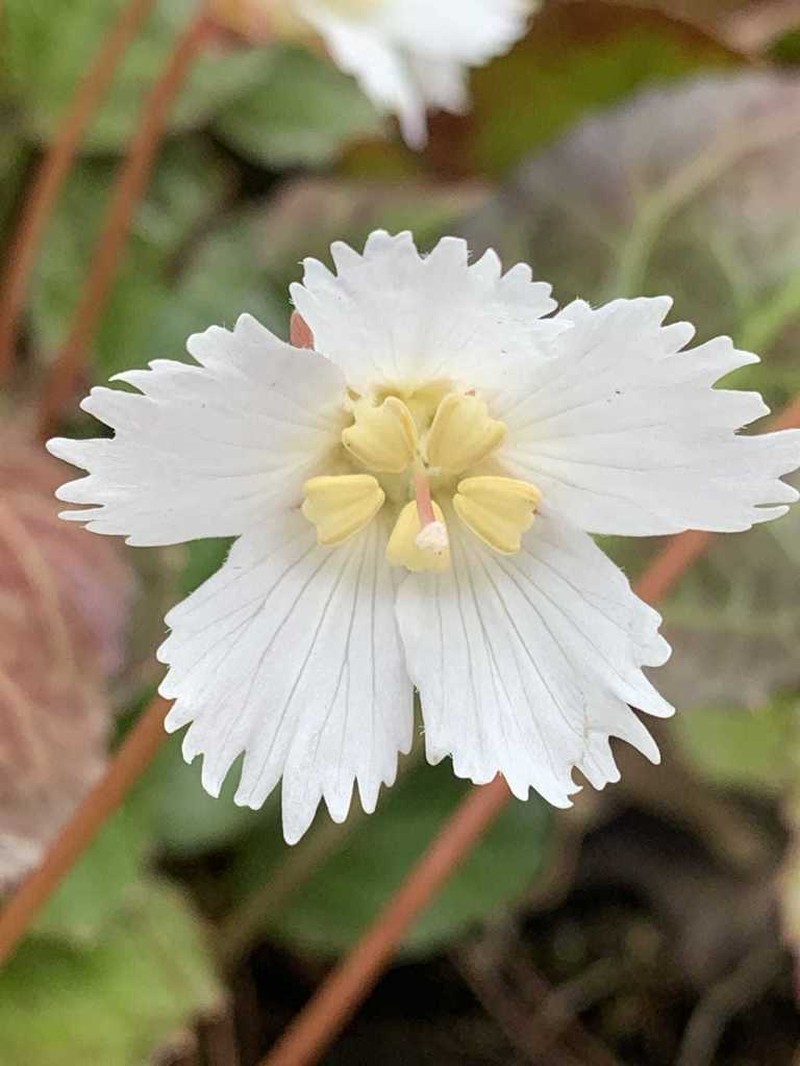 Oconee Bells photo 4