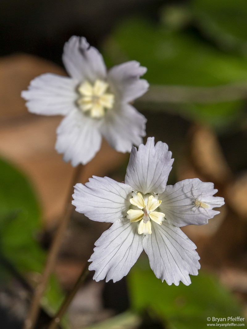 Oconee Bells photo 5