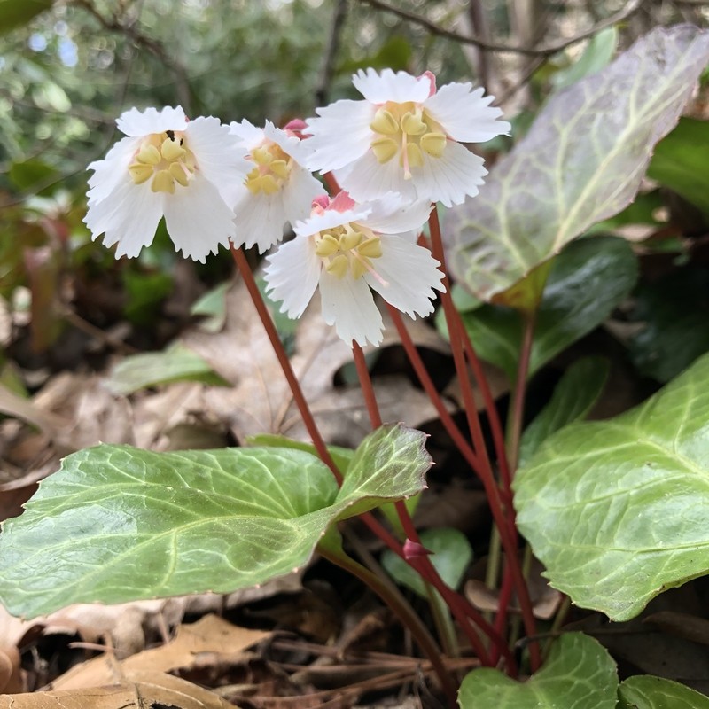 Oconee Bells photo 6