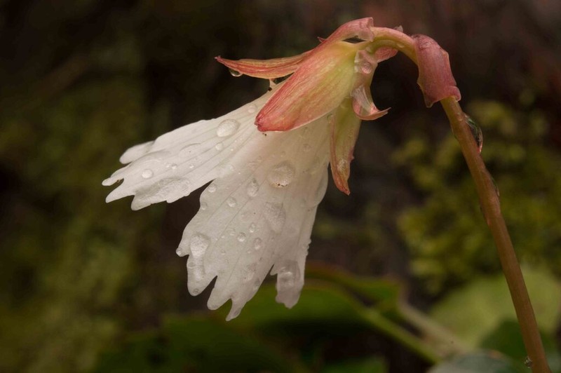 Oconee Bells photo 7
