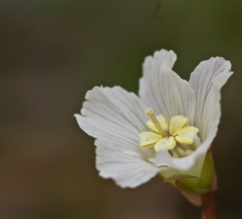 Oconee Bells photo 2