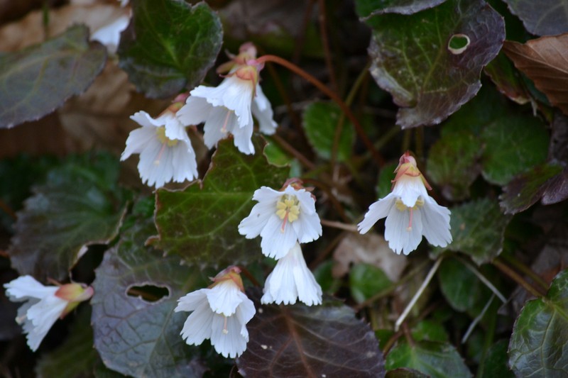 Oconee Bells photo 3