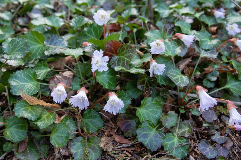 Oconee Bells