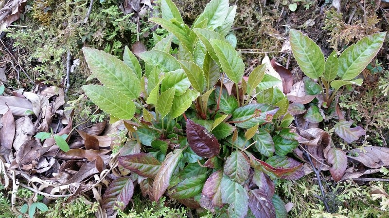 Shortia rotata