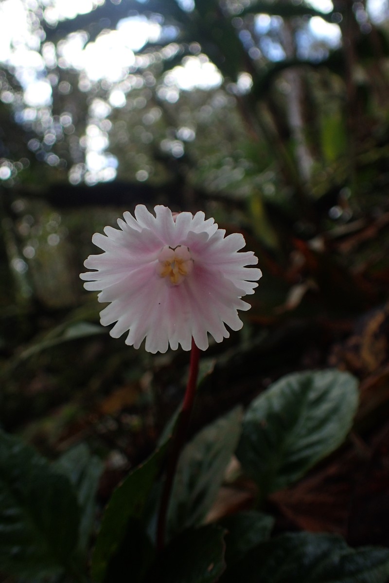 Shortia rotata photo 4