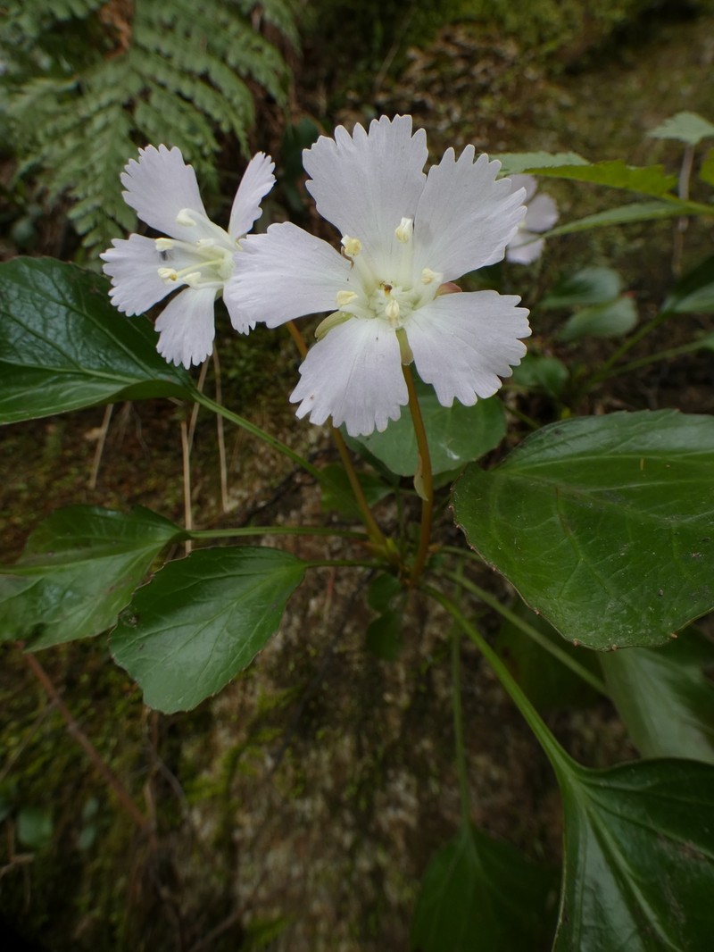 Shortia uniflora var. orbicularis