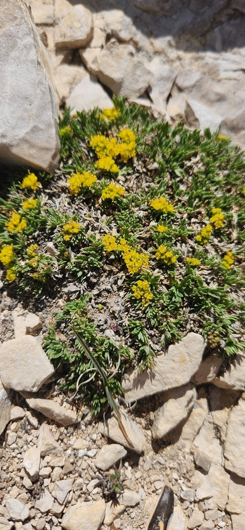 Shoshone Carrot photo 3