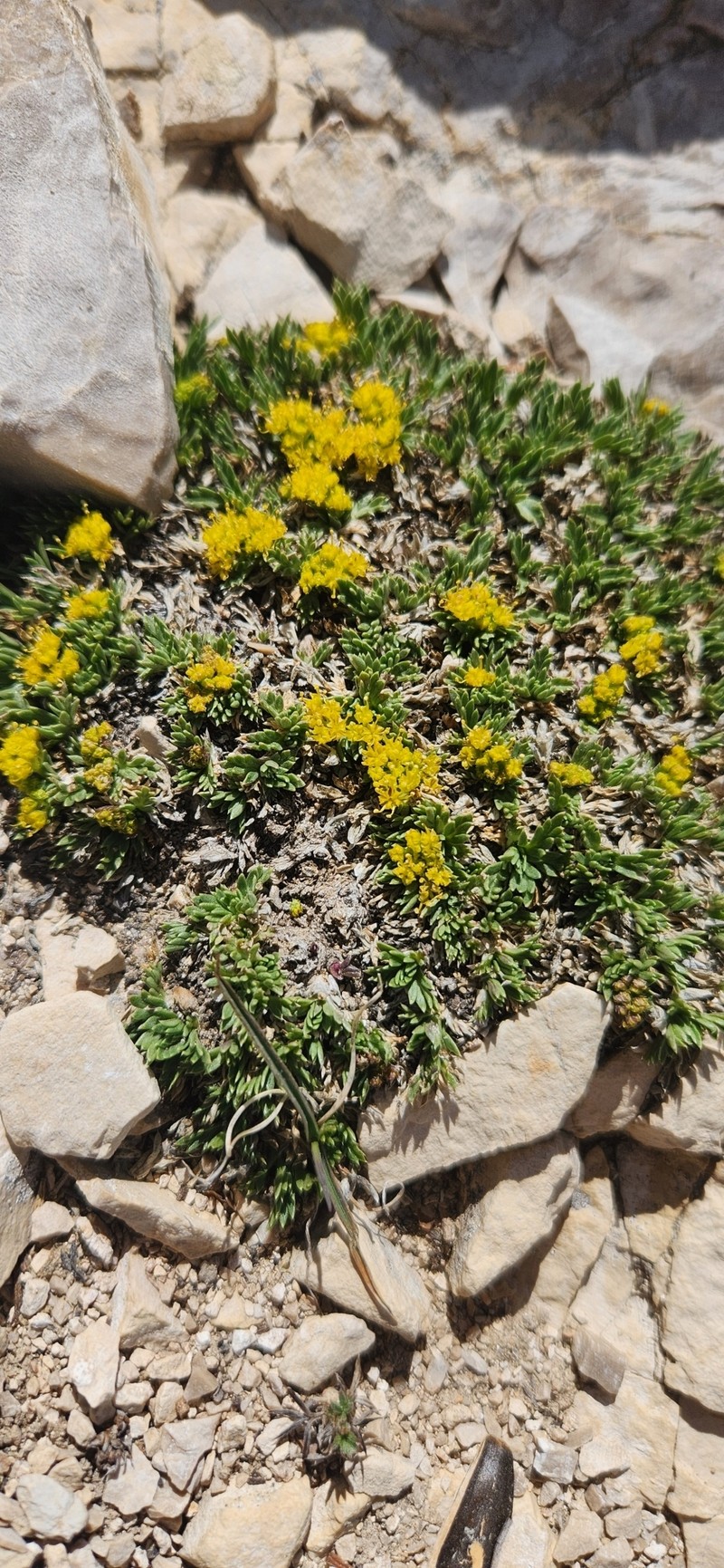 Shoshone Carrot photo 4