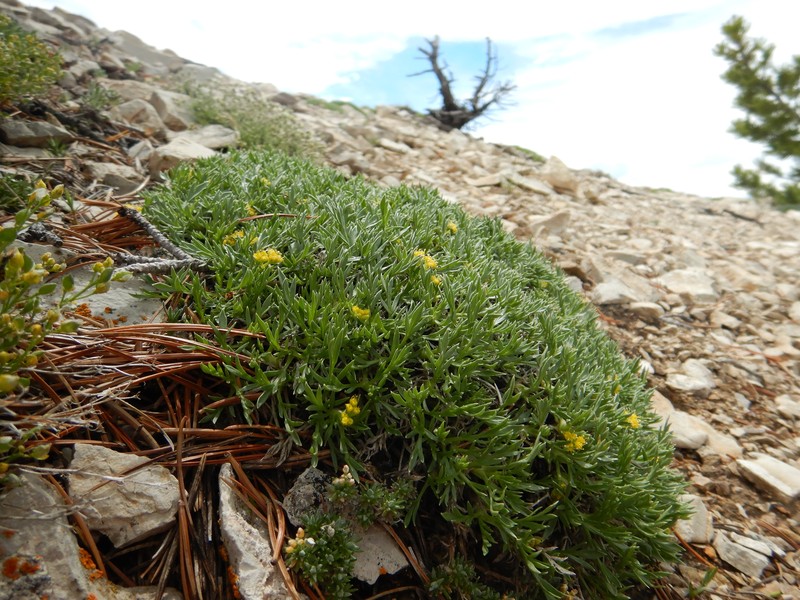 Shoshone Carrot photo 5