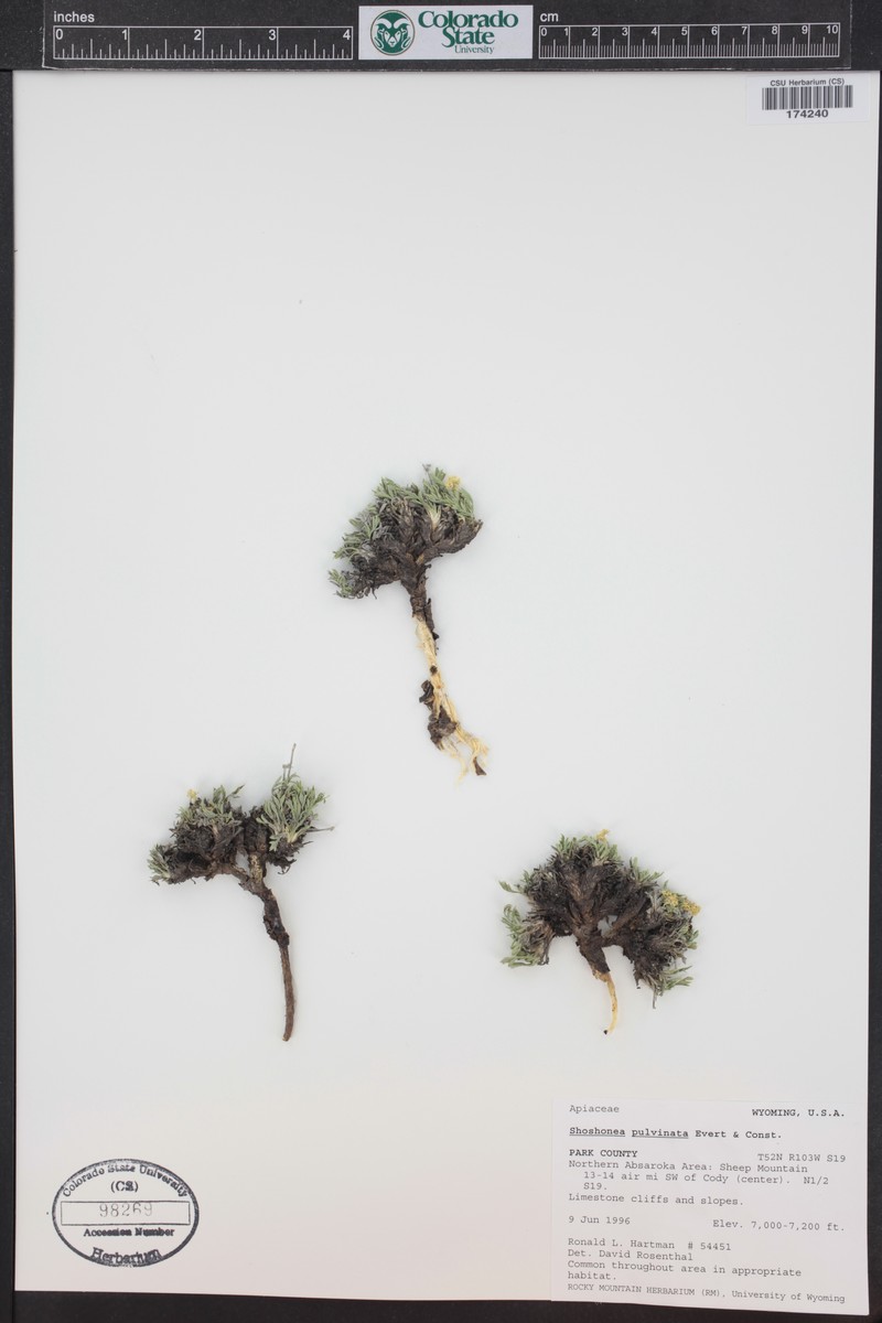 Shoshone Carrot photo 6