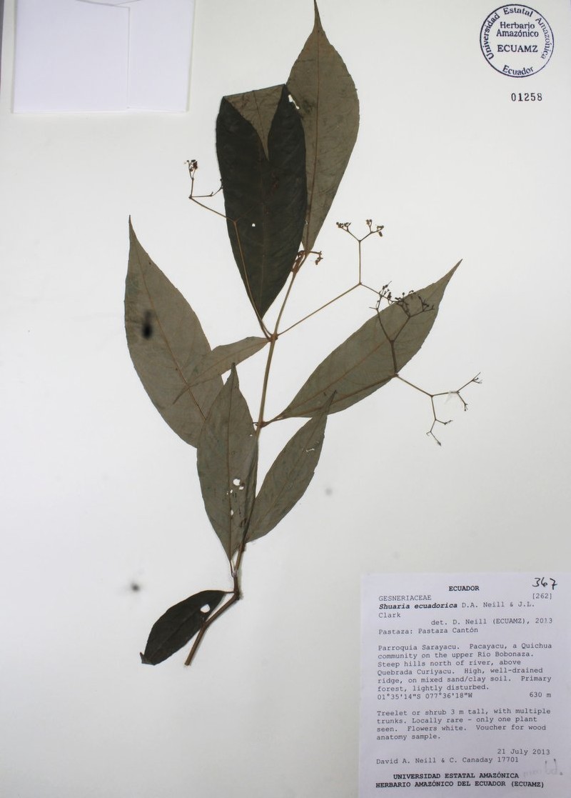 Shuaria ecuadorica