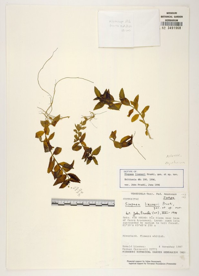 Siapaea liesneri