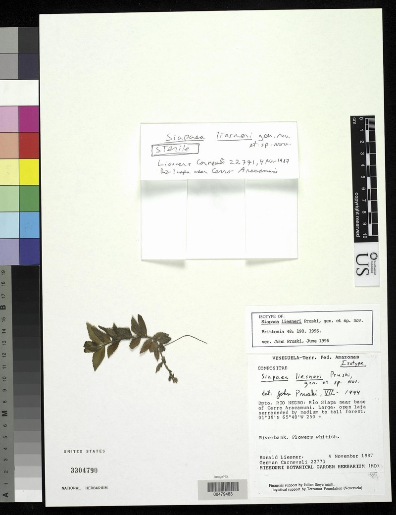 Siapaea liesneri photo 2