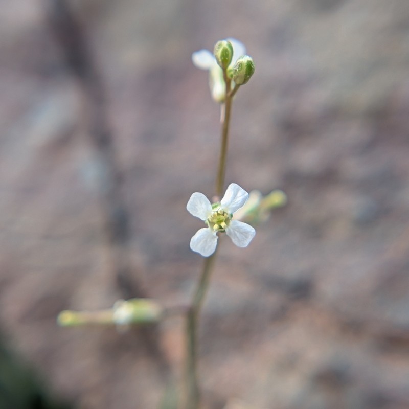 Desert Winged Rockcress photo 2