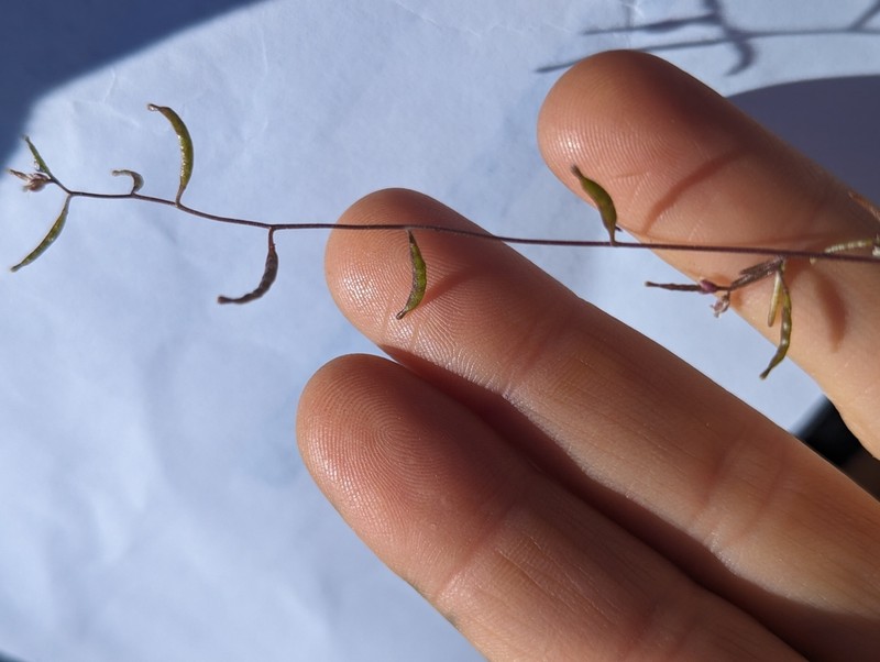 California Winged Rockcress