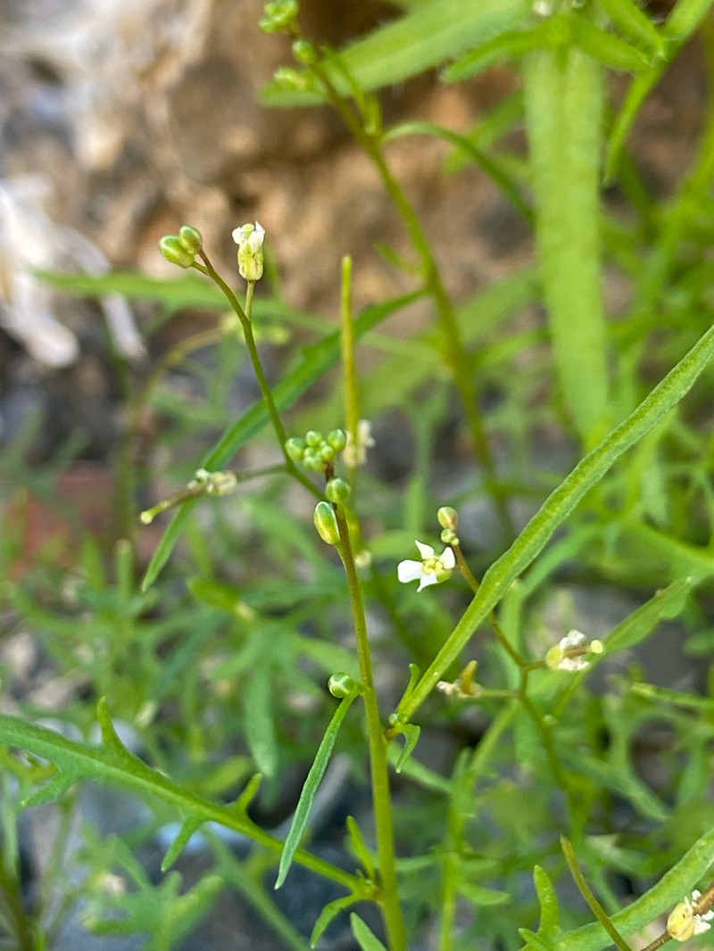 California Winged Rockcress photo 3