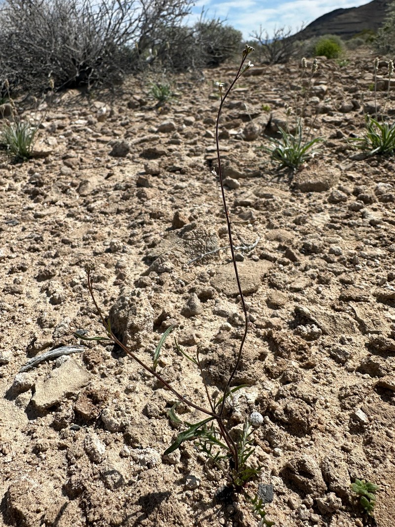 California Winged Rockcress photo 4