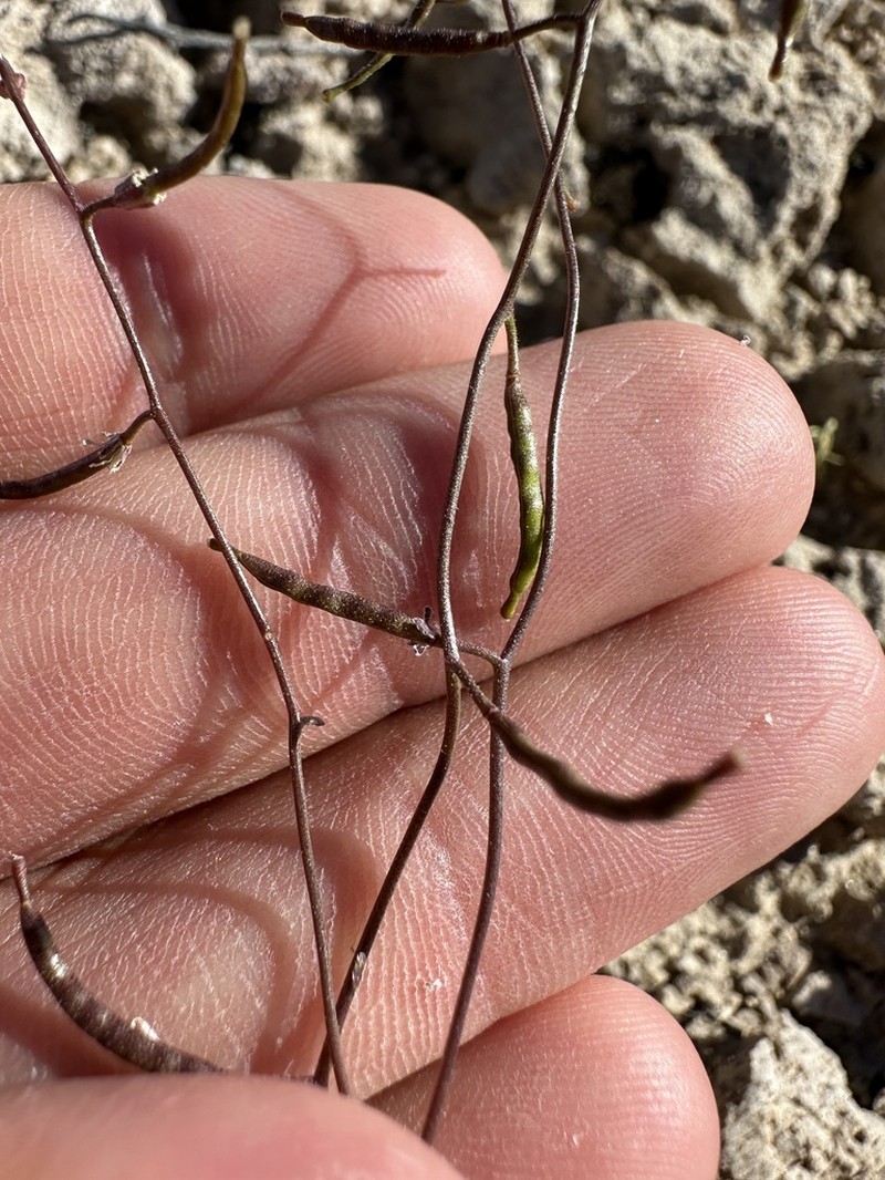California Winged Rockcress photo 6