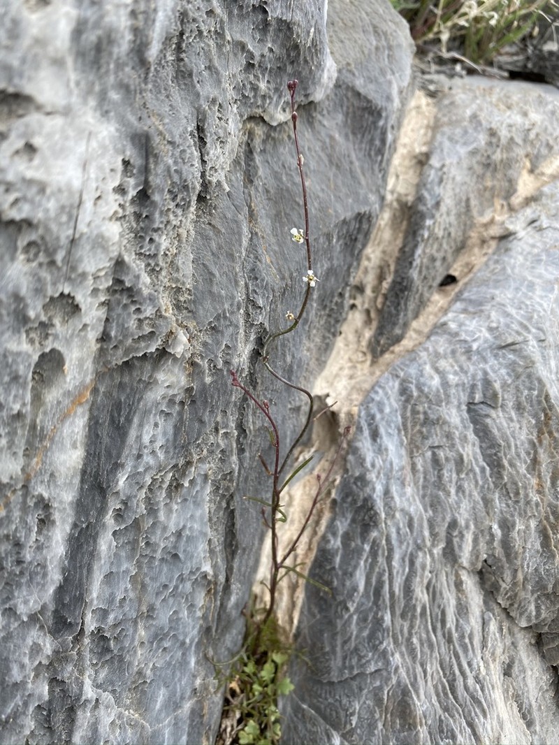 California Winged Rockcress photo 7