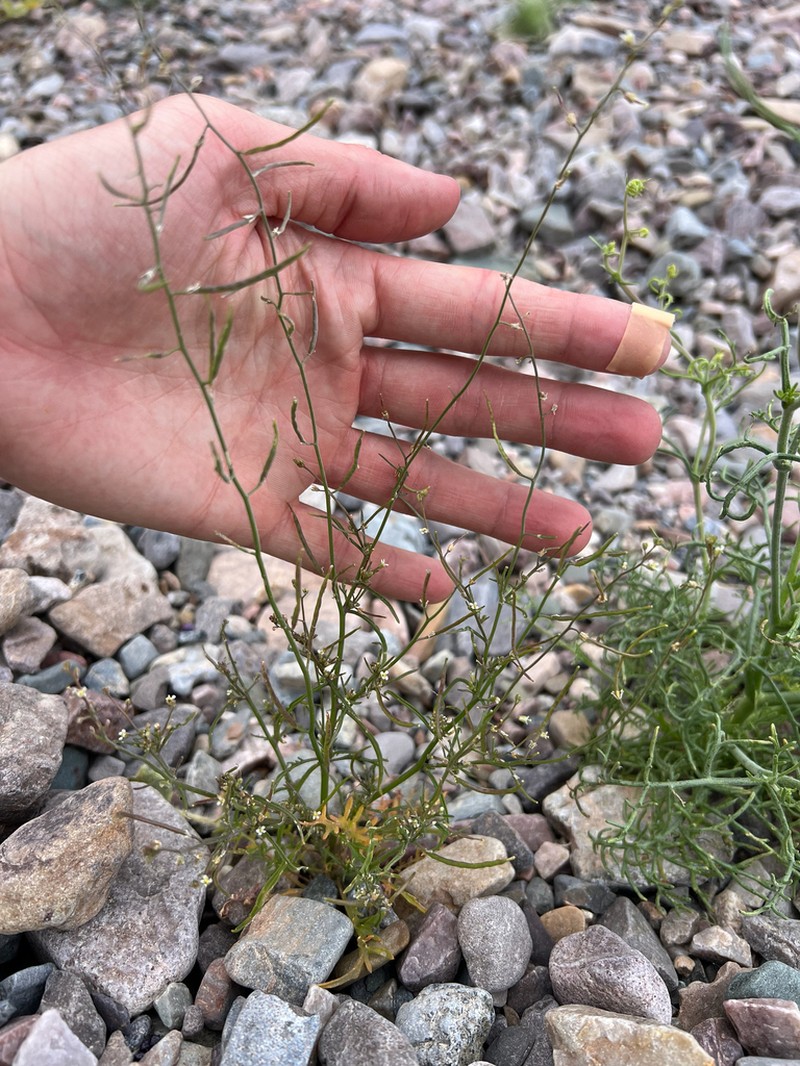 California Winged Rockcress photo 8