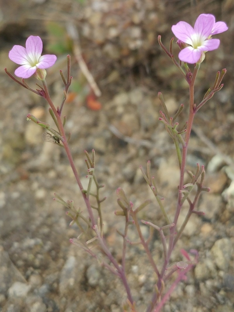 Santa Cruz Island Winged Rockcress photo 3