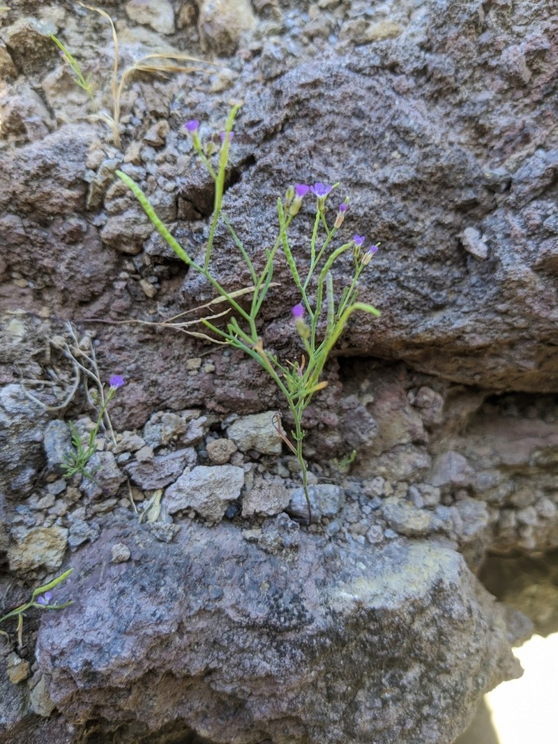 Santa Cruz Island Winged Rockcress photo 4