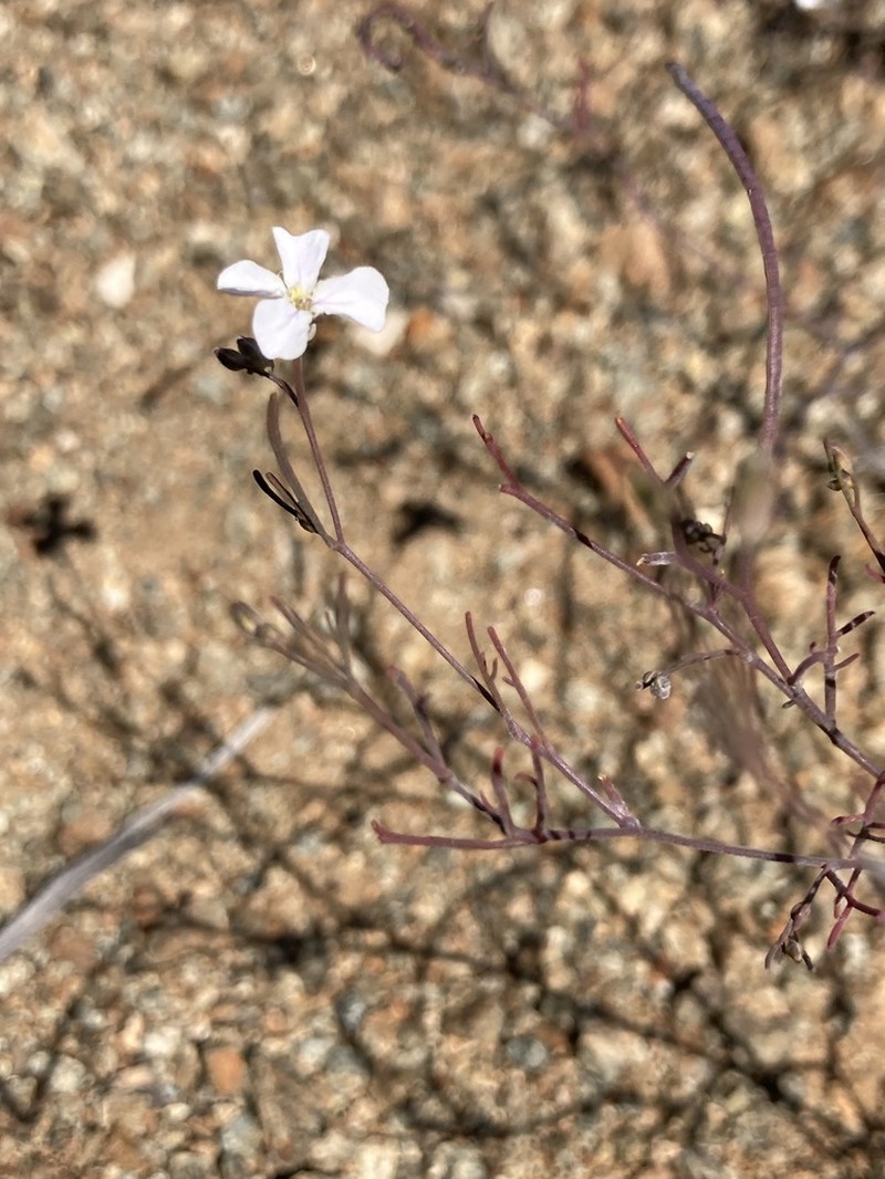 Santa Cruz Island Winged Rockcress photo 5
