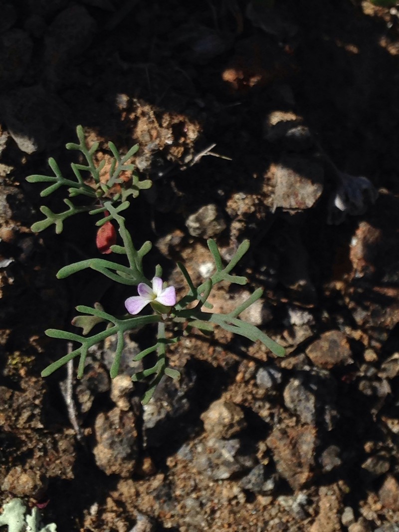Santa Cruz Island Winged Rockcress photo 6