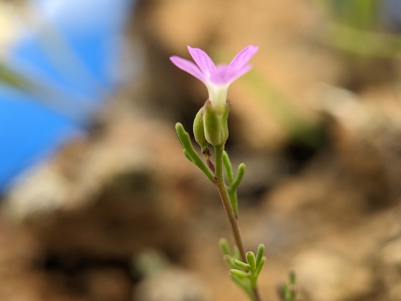 Santa Cruz Island Winged Rockcress photo 7