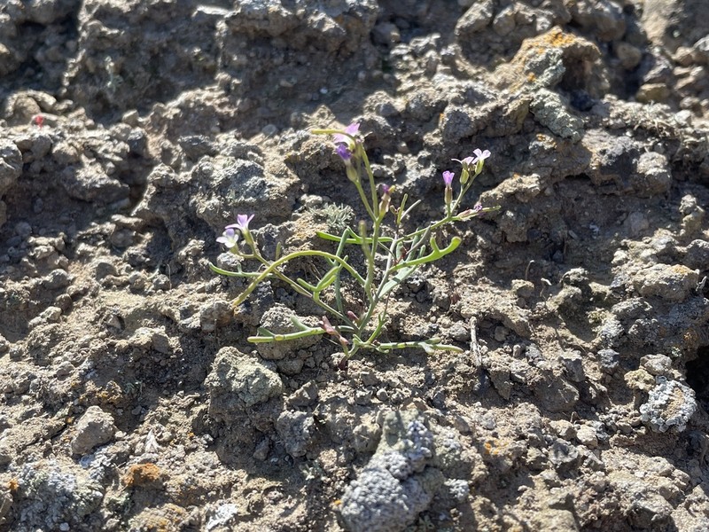 Santa Cruz Island Winged Rockcress photo 8