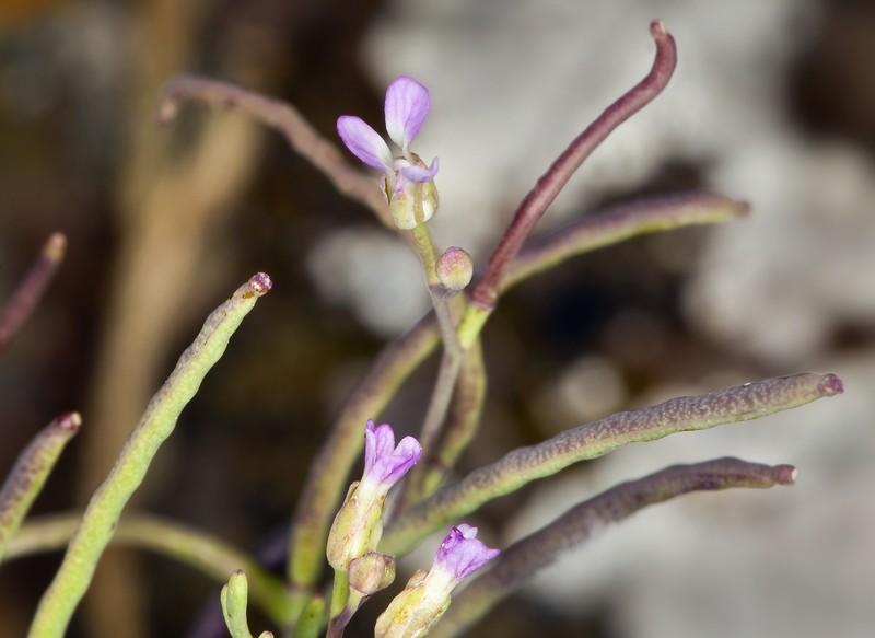 Santa Cruz Island Winged Rockcress