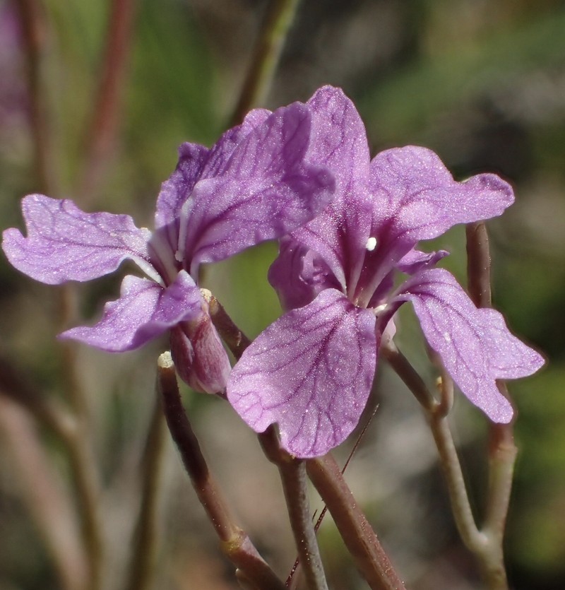 Hammitt's Claycress photo 2
