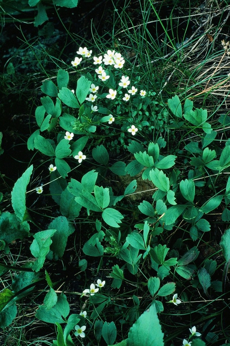 Creeping Sibbaldia photo 3
