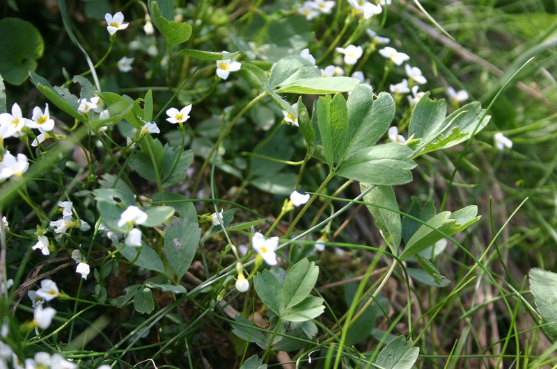 Creeping Sibbaldia photo 4