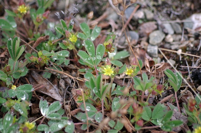 Creeping Sibbaldia photo 5