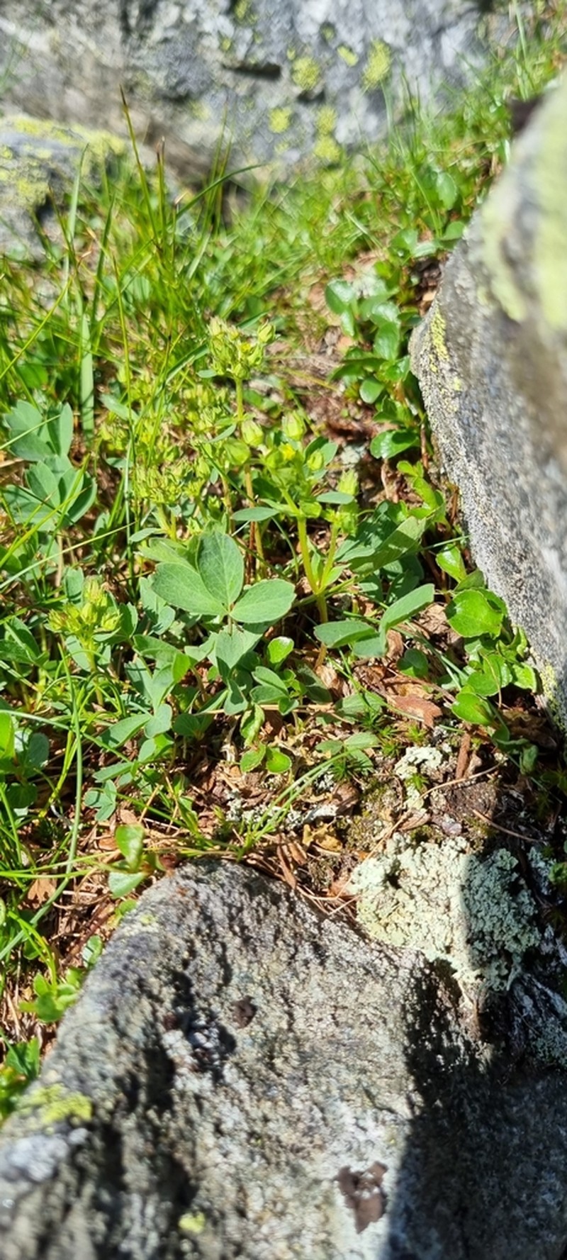 Creeping Sibbaldia photo 6