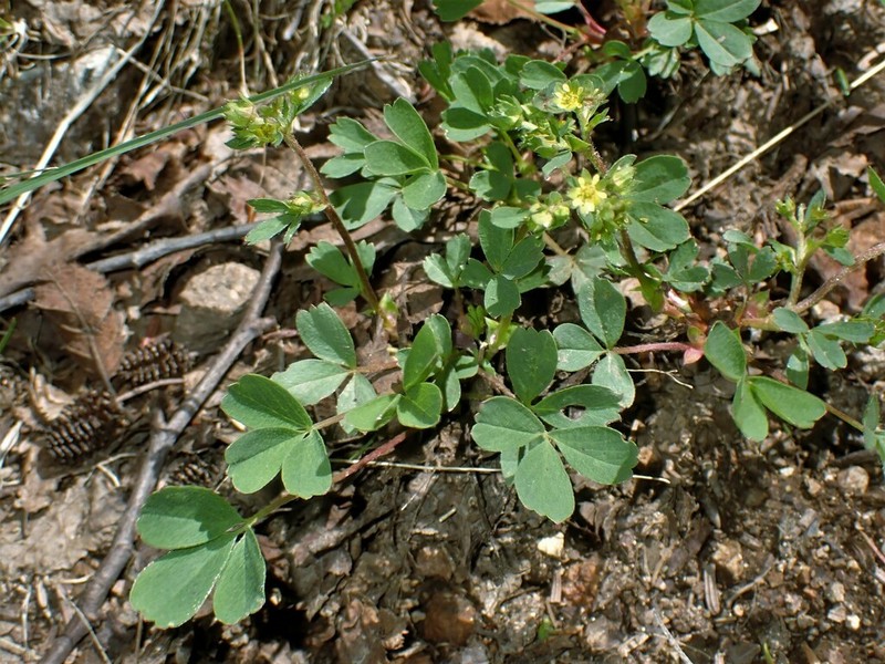Creeping Sibbaldia photo 7