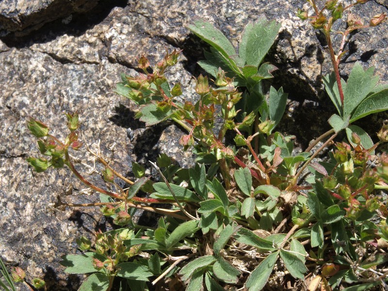Creeping Sibbaldia photo 5
