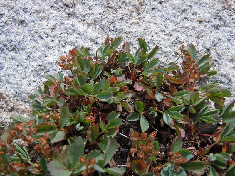 Creeping Sibbaldia photo 2