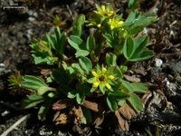 Creeping Sibbaldia