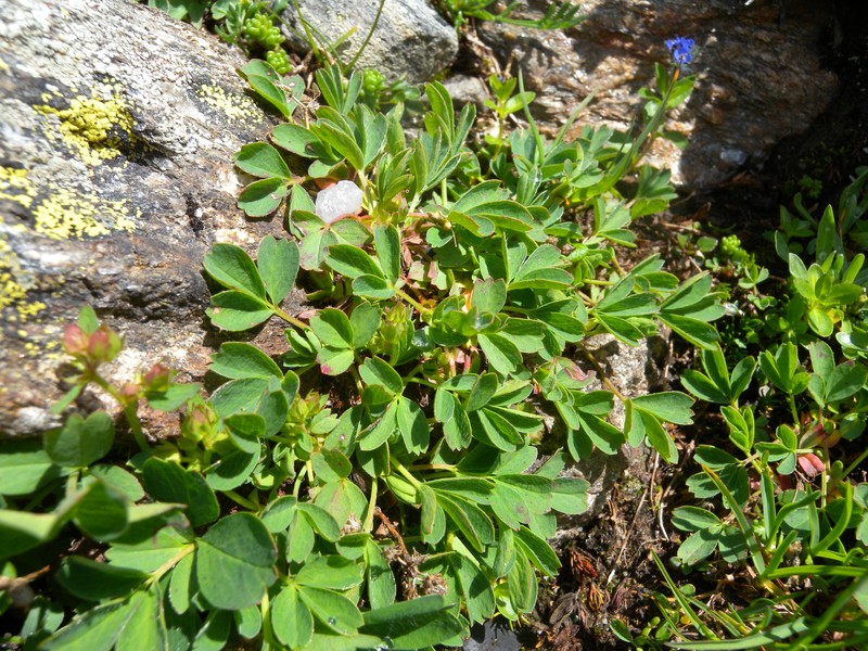 Creeping Sibbaldia photo 3