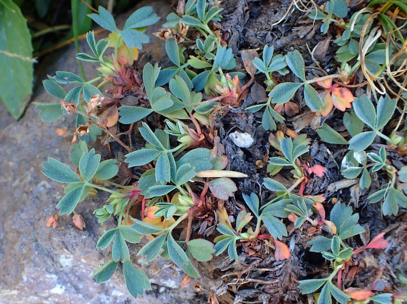 Creeping Sibbaldia photo 4