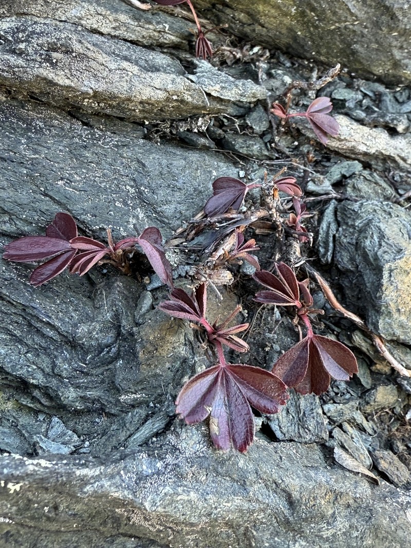 Shrubby Fivefingers photo 2