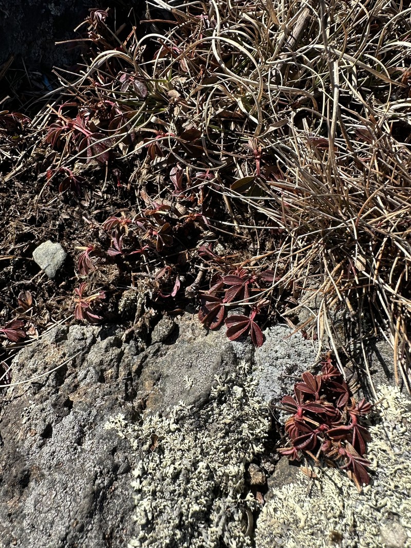 Shrubby Fivefingers photo 3