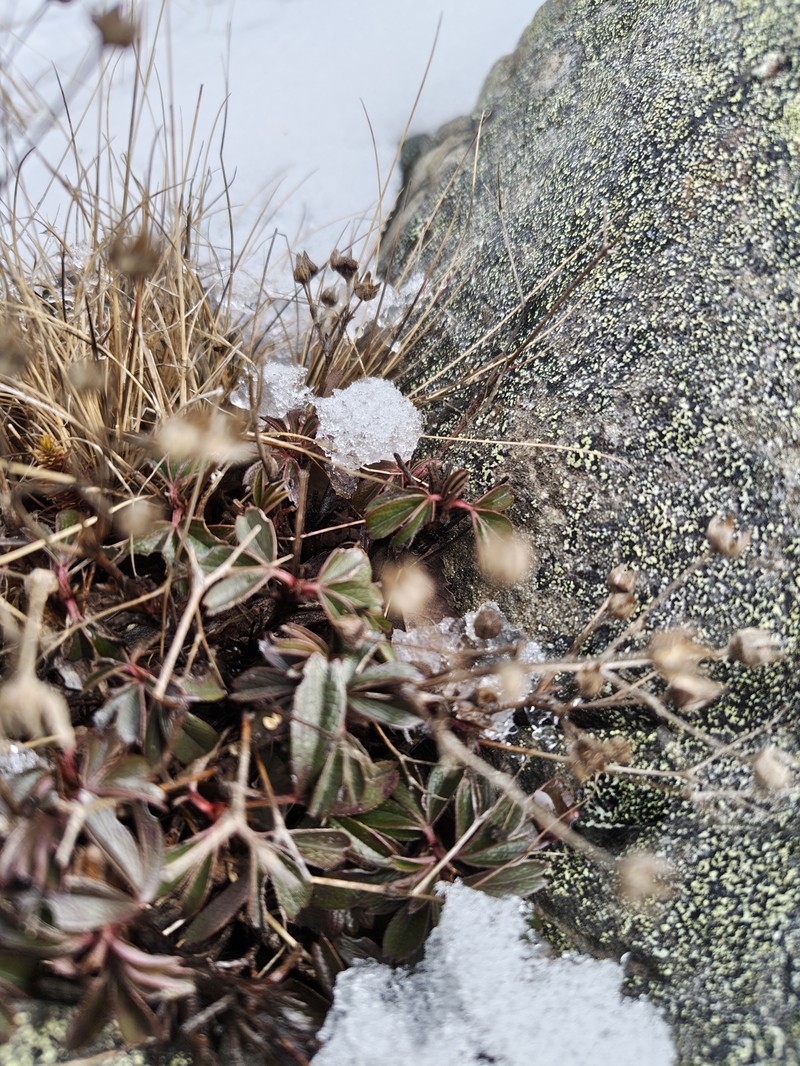 Shrubby Fivefingers photo 7